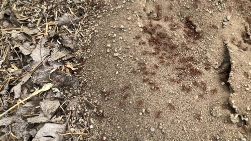 red ants on ground colony