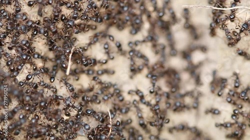 Black Ants Close Up