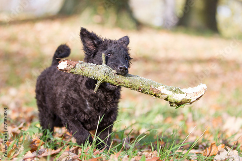 Hund Hundefotoshooting mit einem seltenen Mudi Welpen Rassehund apportiert photo