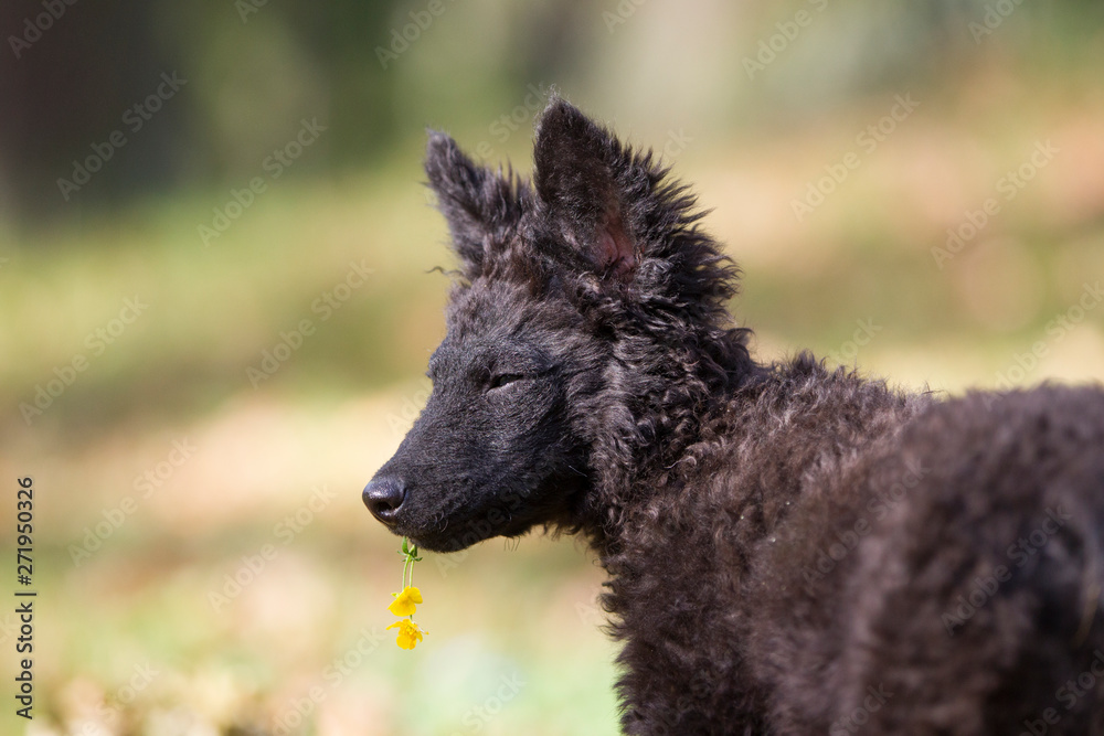 Hundefotoshooting mit einem seltenen Mudi Welpen Hundefotoshooting mit einem seltenen Mudi Welpen
