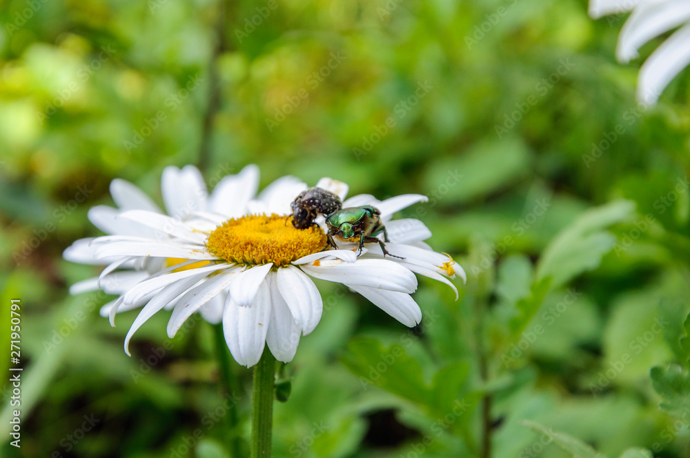 Small green beetle collecting pollen from chamomile Small green beetle collecting pollen from chamomile