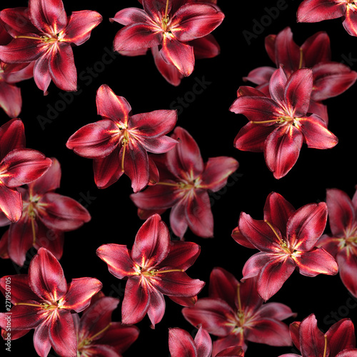 Beautiful floral background of burgundy lilies. Isolated