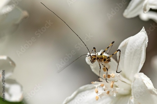 Speckled bush-cricket (Leptophyes punctatissima) sitting on slender deutzia (Deutzia gracilis) flower, Baden-Wurttemberg, Germany, Europe