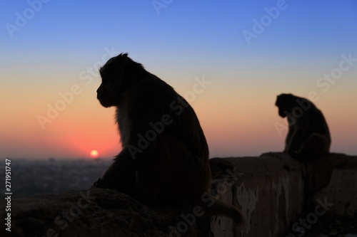 Silhouette of two monkeys sitting on a wall at sunset, Galtaji, Khania-Balaji, Jaipur, Rajasthan, India, Asia photo