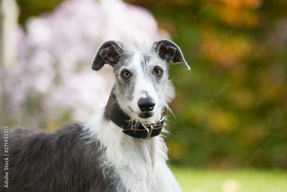Rasseportrait des hundes Galgo Espanola Rasseportrait des hundes Galgo Espanola