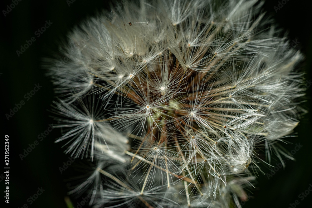 Fototapeta premium dandelion
