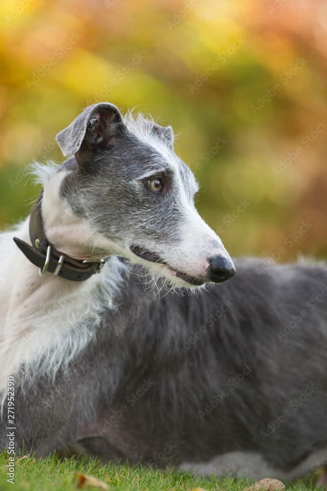 Rasseportrait des hundes Galgo Espanola Rasseportrait des hundes Galgo Espanola