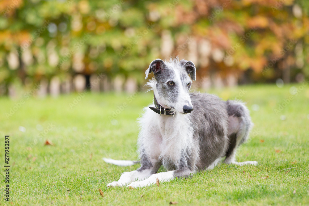 Rasseportrait des hundes Galgo Espanola Rasseportrait des hundes Galgo Espanola
