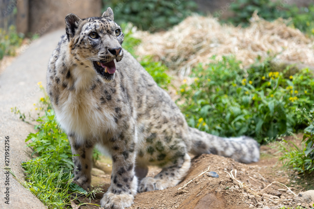 Obraz premium ユキヒョウ