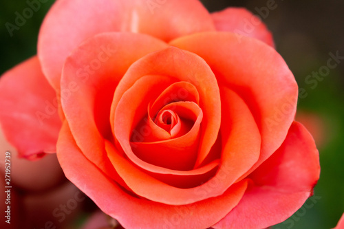 Rose living coral pink pastel Beautiful colorful close up soft focus