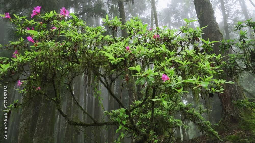 Beautiful Blossom Mossy Tree with Blooming Flowers in Alishan National Scenic Area in Taiwan in Foggy Day with Haze and Mist Beautiful Blossom Mossy Tree with Blooming Flowers in Alishan National Scenic Area in Taiwan in Foggy Day with Haze and Mist