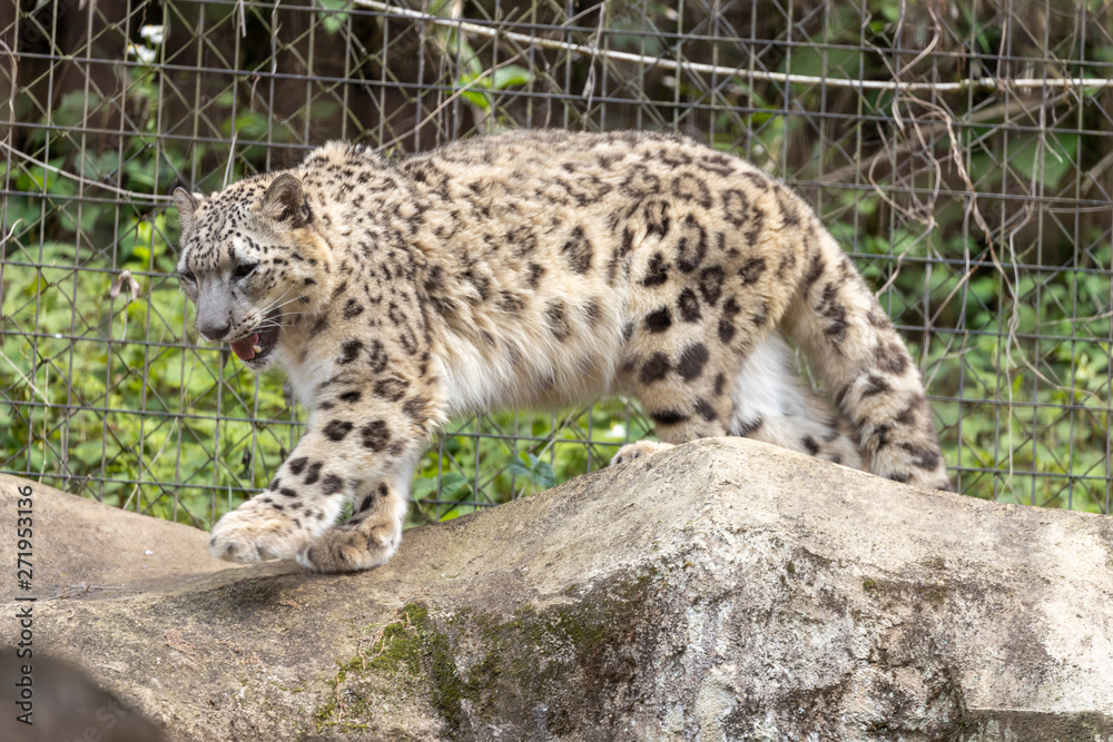 Naklejka premium ユキヒョウ