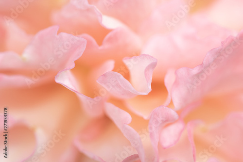 Beautiful delicate rose flower petals close up. Sweet color petals in soft style. Abstract, feminine, pink, coral and orange background. © Светлана Монякова
