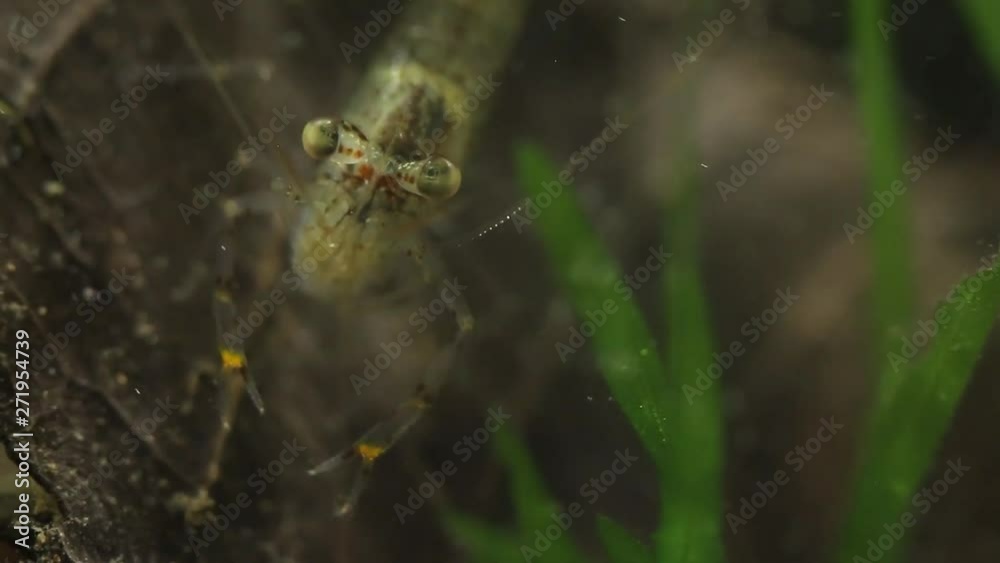 Freshwater shrimp captured from a river in Veracruz, Mexico Freshwater shrimp captured from a river in Veracruz, Mexico