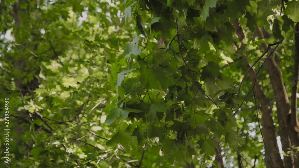 Green branches of trees in the city park in the summer. Green branches of trees in the city park in the summer.