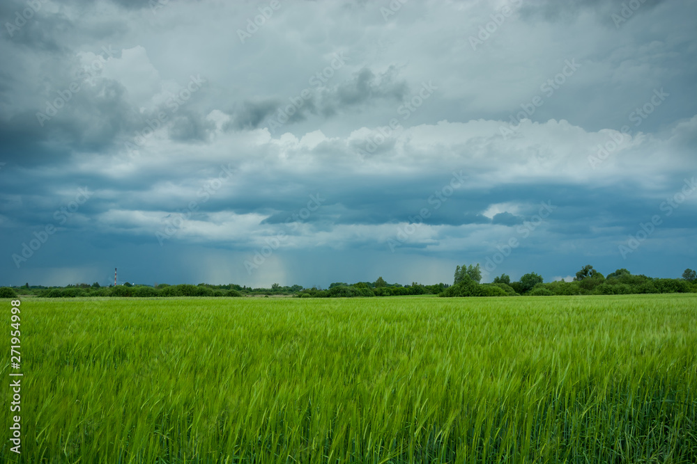 Dark storm clouds and rain over a field with green grain