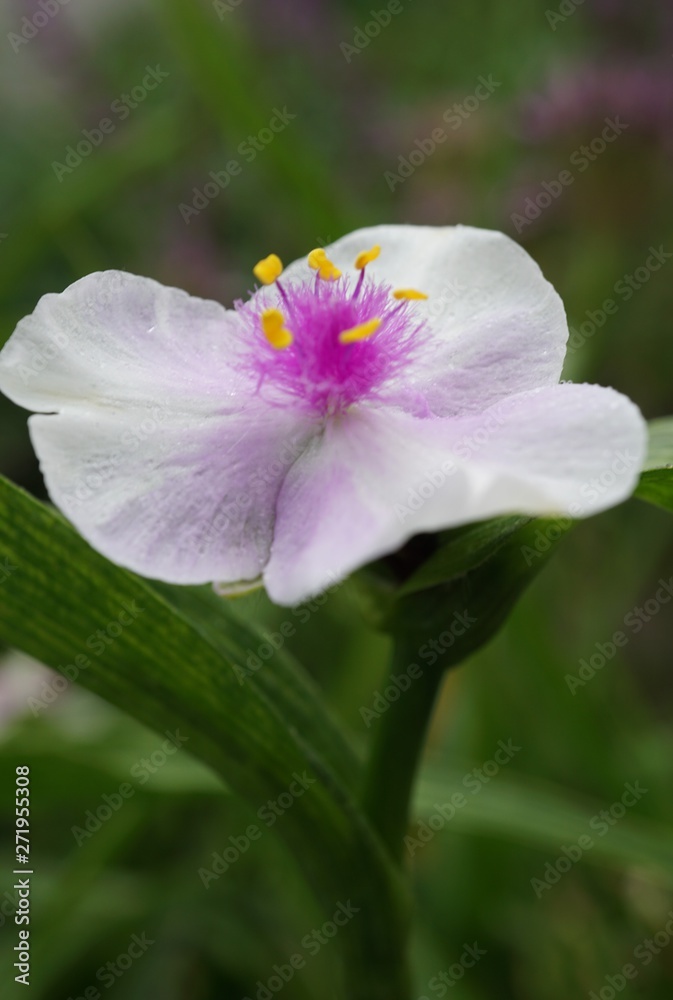Tradescantia Temptation Tradescantia Temptation