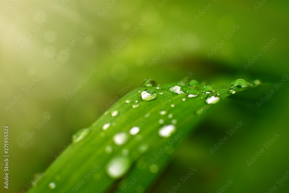 Clean raindrops on the grass. Nature in spring after rain. Macro. Green grass and dew close up. Fresh morning and light glare. Clean raindrops on the grass. Nature in spring after rain. Macro. Green grass and dew close up. Fresh morning and light glare.