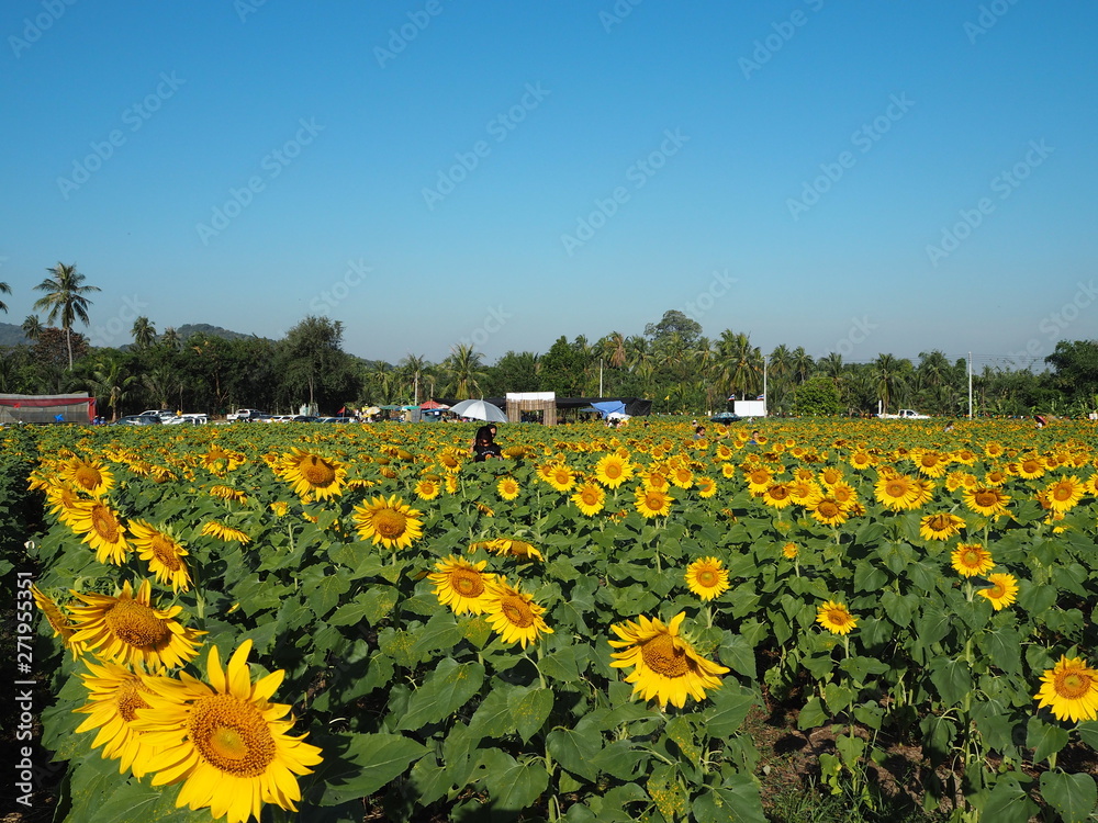 sunflower