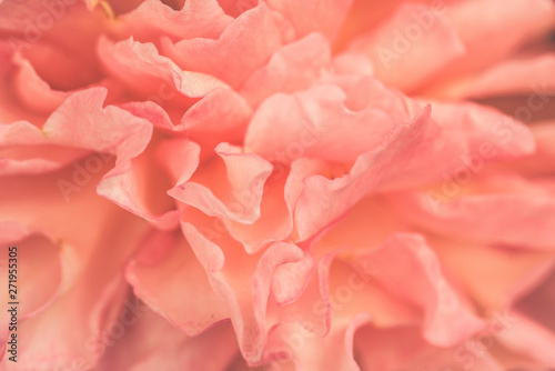 Beautiful delicate rose flower petals close up. Sweet color petals in soft style. Abstract, feminine, pink, coral and orange background.