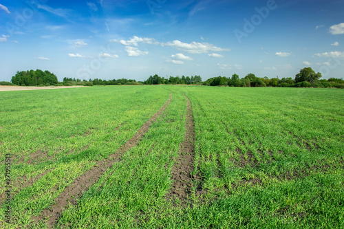 Growth of green grain in field  horizon and blue sky