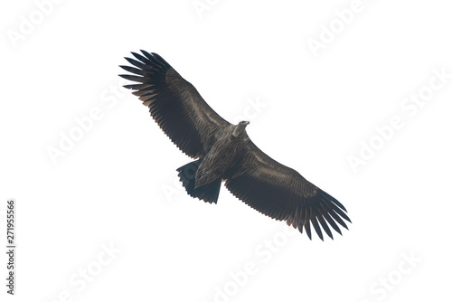 Himalayan griffon vulture flying isolated on white background
