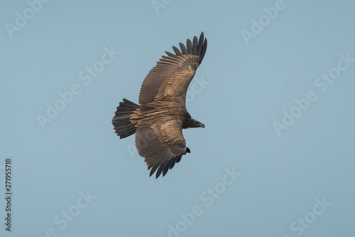 Himalayan griffon vulture flying