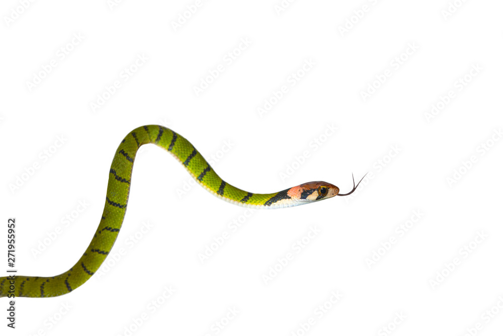 Naklejka premium Green Keelback snake isolated on white background (Rhabdophis nigrocinctus)