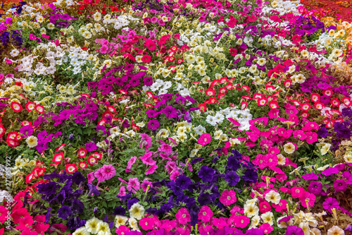 色鮮やかな花々の花壇