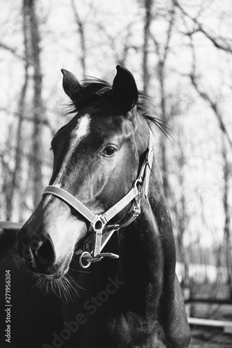 portrait of a horse © Emanuele Capoferri