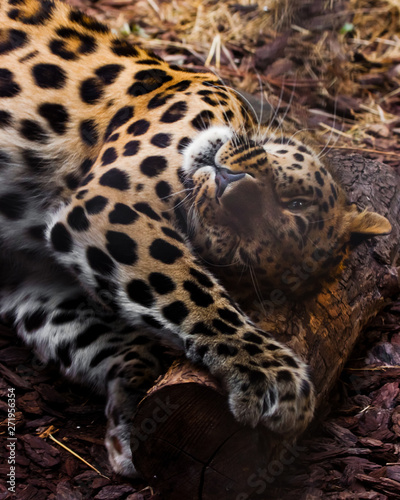 far-eastern leopard close-up © Mikhail Semenov
