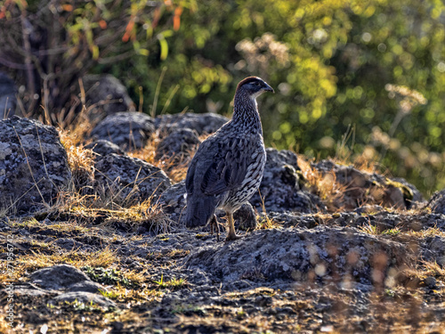 Chestnut-naped Francolin, Francolinus castaneicollis, in Simien Mountains National Park, Ethiopia. photo