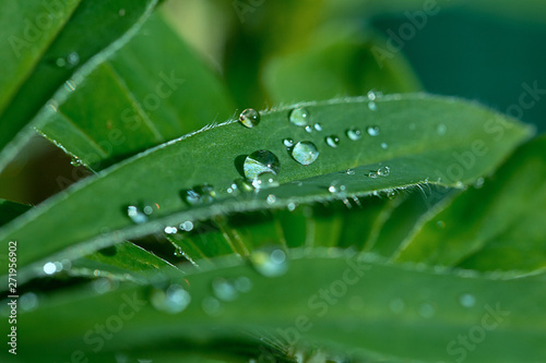  drops of dew on the leaves of a green plant