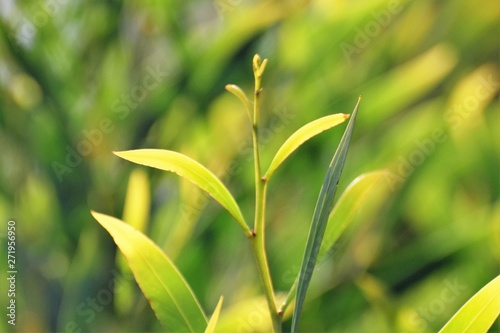 Plant of Cyprus, Close-up of a Green leaves tree