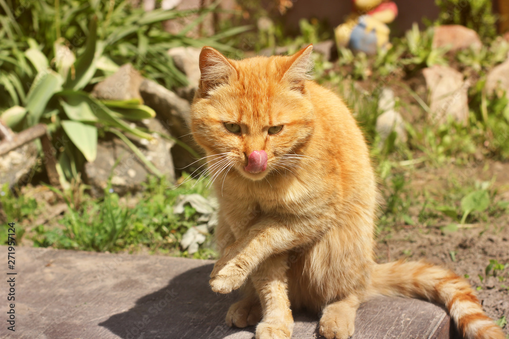 Beautiful red cat licks on the street