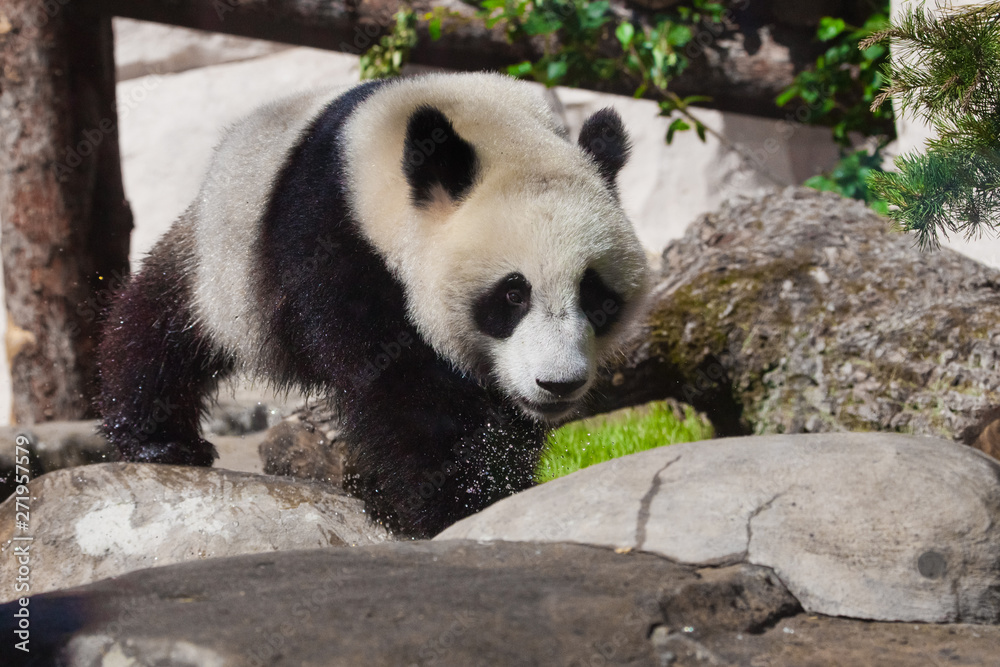 Fototapeta premium wet panda leaves stones under greens. big panda climbs on the stones at the stream, wet hair and spray Chinese panda in the Russian Moscow zoo.