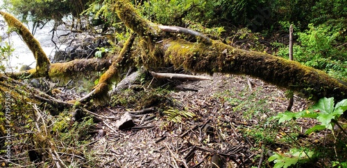 path in the forest