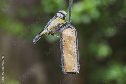 Bild auf Leinwand Garden suet bird feeder with a perched bluetit (Cyanistes caeruleus)