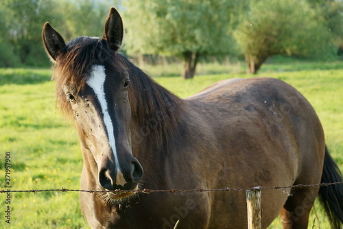 Wallpaper Mural Za ogrodzeniem Torontodigital.ca
