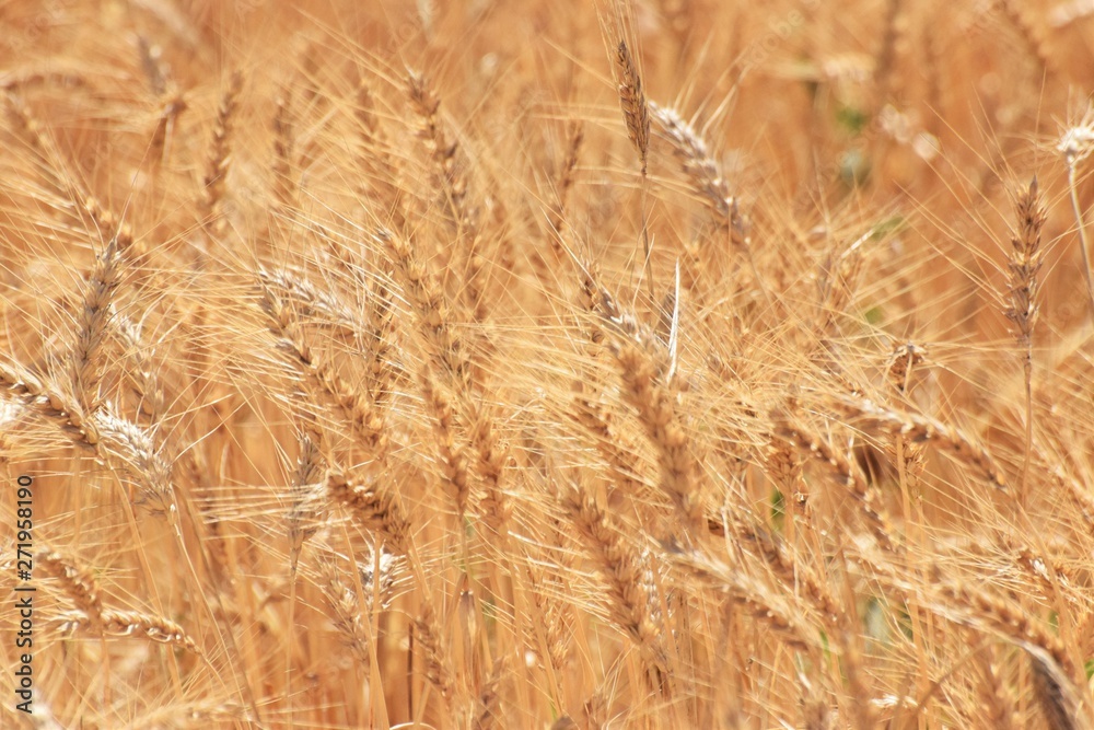 Fototapeta premium Beautiful golden wheat field