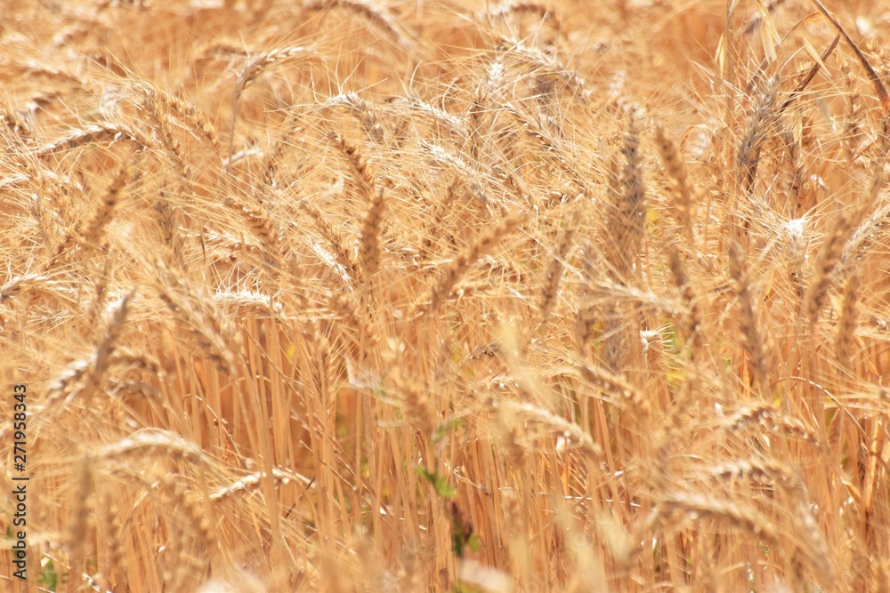 Fototapeta premium Beautiful golden wheat field