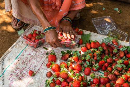 Netravali,Goa/India- March 21 2019: Strawberries being sorted and packaged for sale at a farm in Goa, India
