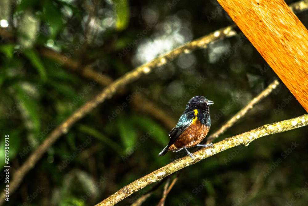 Fototapeta premium Pássaro de fogo