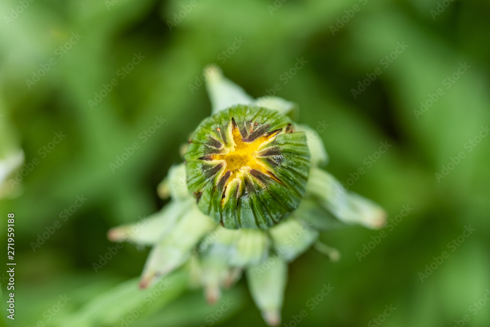 Knospe von Löwenzahn (Taraxacum sect. Ruderalia) Knospe von Löwenzahn (Taraxacum sect. Ruderalia)