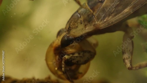 belostomatid water bug eating a planorbe snail photo