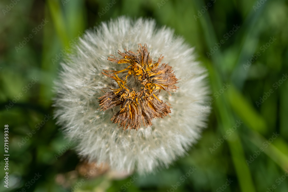 Pusteblume / Löwenzahn (Taraxacum sect. Ruderalia) Pusteblume / Löwenzahn (Taraxacum sect. Ruderalia)