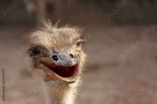 Head of cheerful ostrich © Евгения Якименко