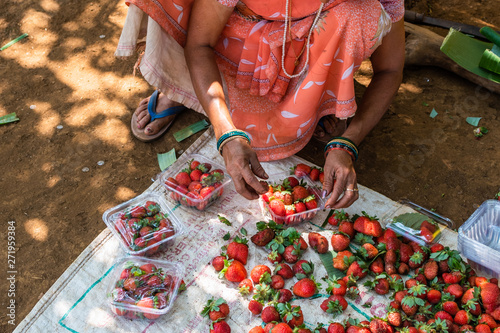 Netravali,Goa/India- March 21 2019: Strawberries being sorted and packaged for sale at a farm in Goa, India photo