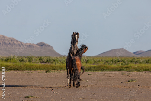 Pair of Wild Horse Stallions Fighting in the Utah Desert