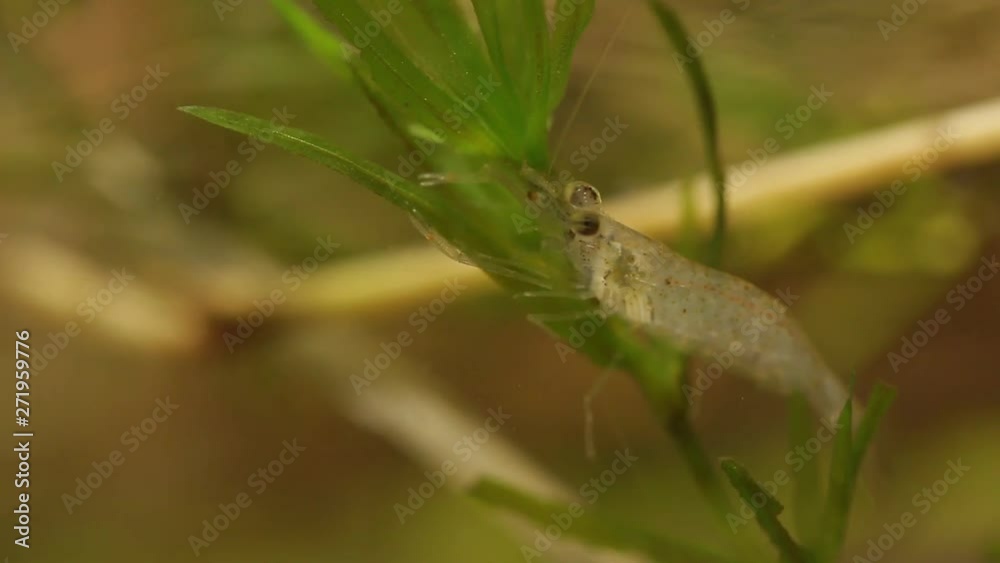 Freshwater shrimp captured from a river in Veracruz, Mexico Freshwater shrimp captured from a river in Veracruz, Mexico